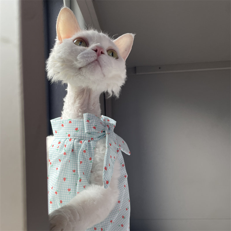 Cat Clothing in Summer Sweet L - Summer Light Clothing review and price